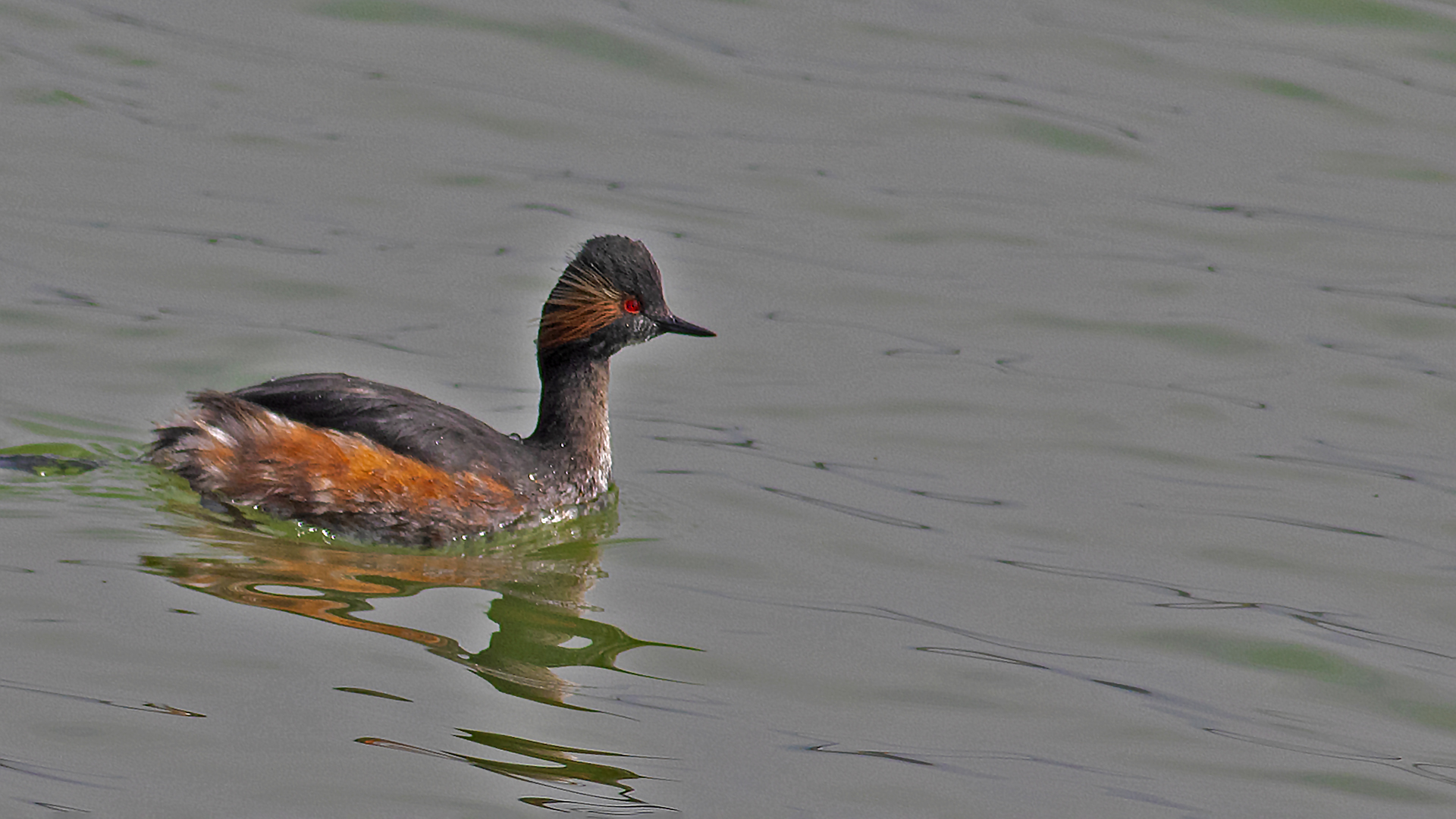 Eared Grebe